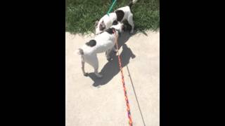 Froggy Jrt And Utley Toy Fox Terrierchi