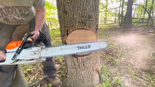 A Safer Method Of Tree Felling Hazardous Dead Ash Tree