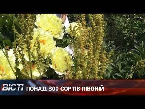 Вирощує на власній присадибній ділянці понад триста сортів півоній