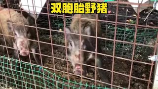 #国外合法狩猎 #野生动物零距离 #纪录片充电计划 #野猪 #户外