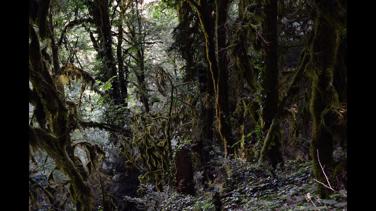 Абхазия 2018 2 ч 5-8 день. Законы Джунглей. Знакомство с отшельником ...