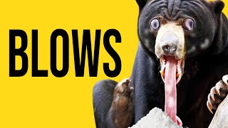 ⚠️ COCAINE BEAR ⚠️ A FUN FAILURE
