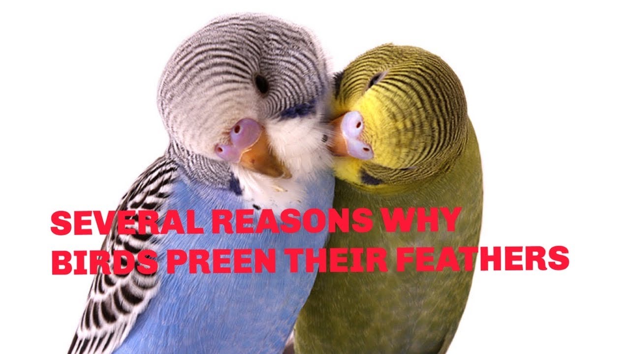 Several Reasons Why Birds Preen Their Feathers pets Get Your Several reasons why birds preen their feathers pets get your