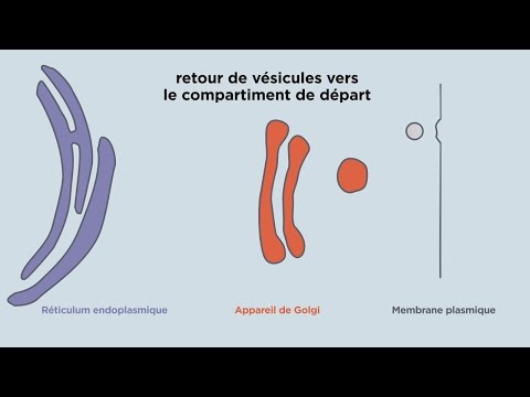 Vidéo: Quel organite est responsable de la maturation cisternale ?