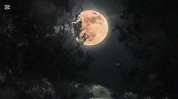 صوت هادئ آيات من الذكر الحكيم.. راحة نفسية