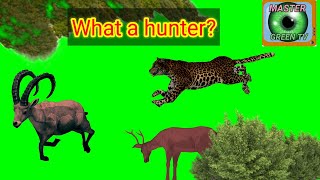 Jungle animals running green screen video non copyright|Tiger🐅 leapord,loin,dear green screen video