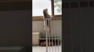 柴犬遥ちゃん・何かいます！😲#柴犬