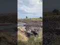 Migrasi Hewan Terbesar di Dunia! Perjalanan Mematikan 1,5 Juta Wildebeest