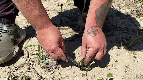 NorfolkWild - Foraging with Jason Mayo