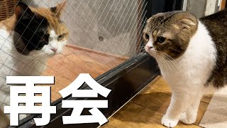 半年ぶりにパパ猫が嫁猫と再会したらこうなりました…w
