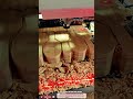 Best Innovative CNC Wood Cutting Machine