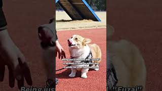 First corgi police dog in China