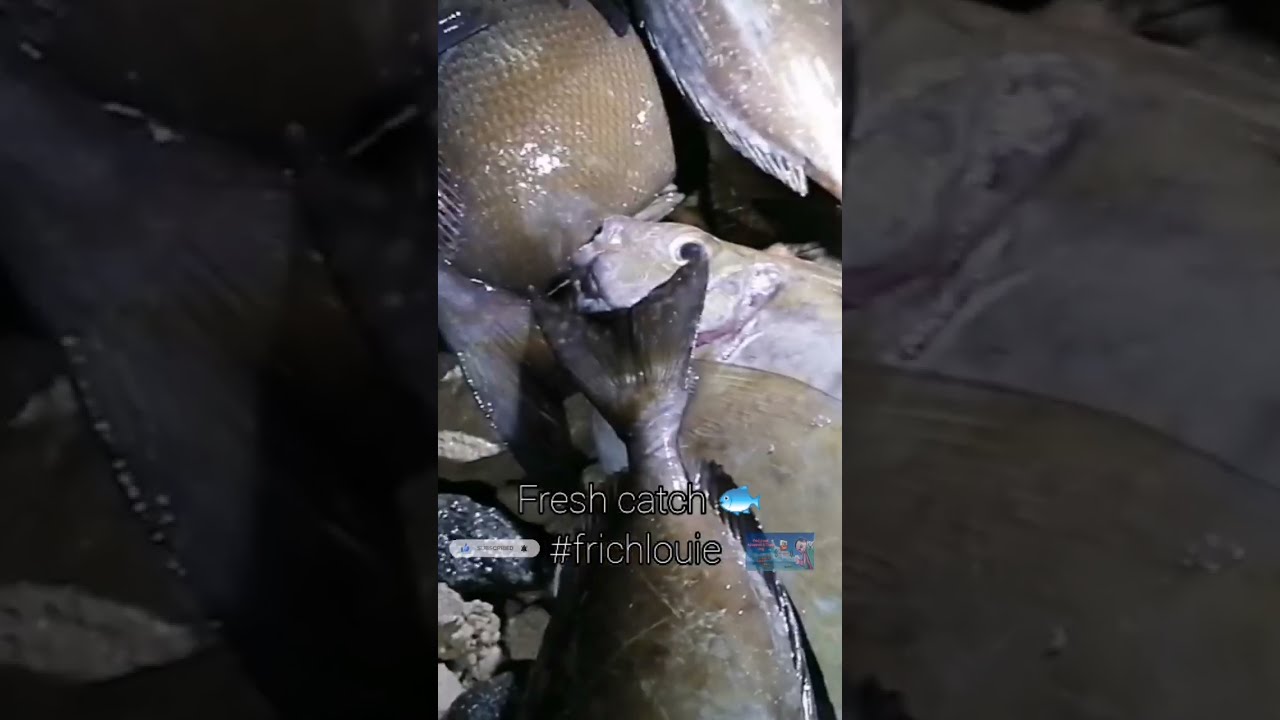 Fresh Catch - Abu Dhabi UAE 🇦🇪 | Night Fishing | Frich Louie | Adventure #shorts