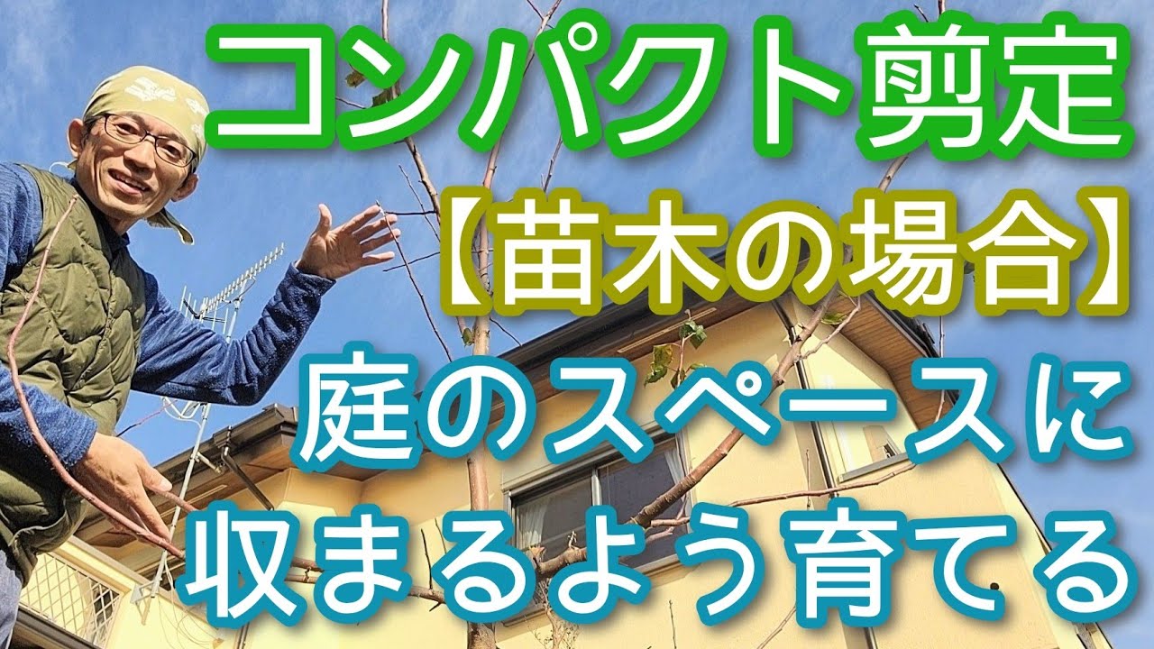 【庭木のコンパクト剪定】苗から大きくなりすぎないための手入れ(2025年12月)🌳👐