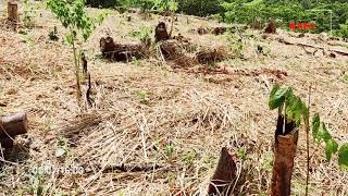 Download Lagu Panen cabi MP3