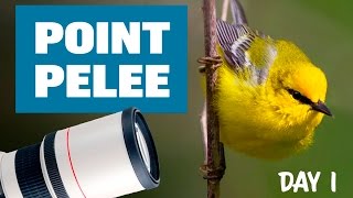 Bird Photography at Point Pelee 2017 - DAY 1 [BEST DAY EVER]