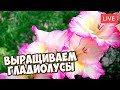 Все о выращивании гладиолусов 🌸 Обработка, подкормки, полив, борьба с болезнями 🌸 Прямой эфир