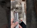 #cat #yavruhayvanlar #reels #kedi #kedde #catvideos #keşfet #kitten #kediler #love #animals #yavru