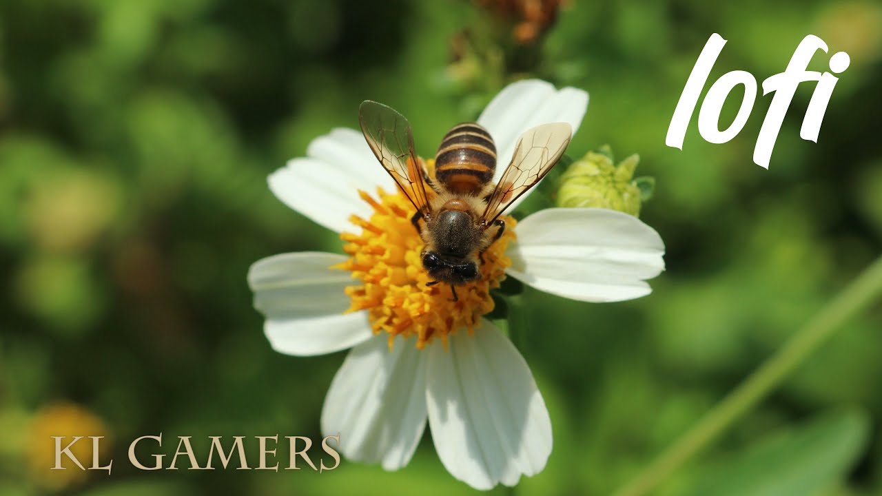 Amata huebneri moth and Busy Bee Relaxing Music Chill Melody Lofi Sound