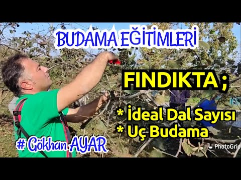 BUDAMA EĞİTİMLERİ; FINDIK OCAĞI Dal Seyreltme, UÇ BUDAMA Nasıl Yapılmalı ?