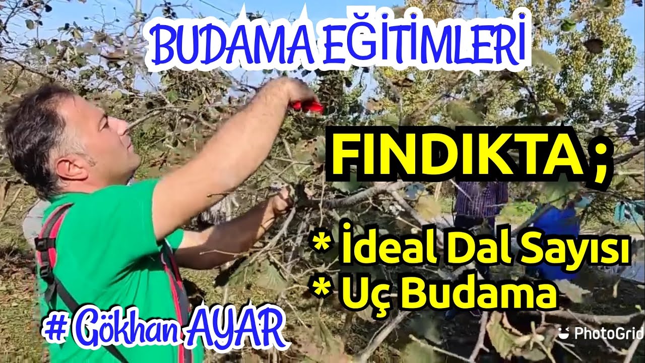 BUDAMA EĞİTİMLERİ; FINDIK OCAĞI Dal Seyreltme, UÇ BUDAMA Nasıl Yapılmalı ?