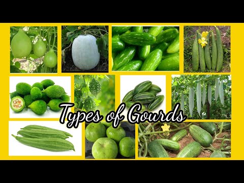 Types of Gourd | 11 types of Gourds |Gourd family with pictures | vegetables |