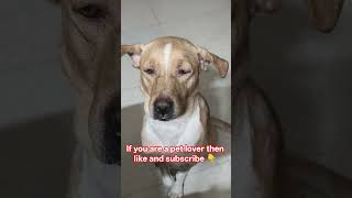 Bhola Ll shortsfeed youtubeshorts pets labrador shorts