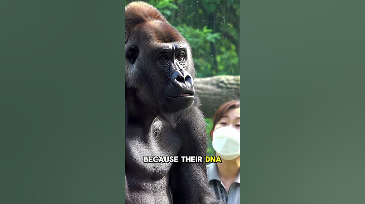 Gorillas Can Catch Human Colds.