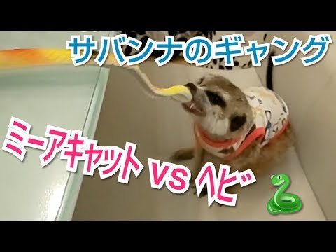 ﾐｰｱｷｬｯﾄvsﾍﾋﾞ 喰らい付いたら離さない 可愛いサバンナのギャング Youtube