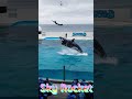ルーナちゃんスカイロケットサイコ～!(^^)! #Shorts #鴨川シーワールド #鴨シー #kamogawaseaworld #killerwhale #orca #シャチ