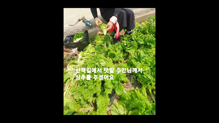 #산책#길에서 처음보는#텃밭  주인님께서#상추 를 주셨어요 The owner of the garden gave me#lettuce forthefirst time onthework
