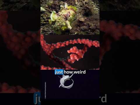 Weird Fish