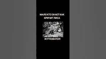 КРИК ЛИСЫ