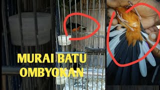 Murai Batu Palangka jadi murai batu Medan