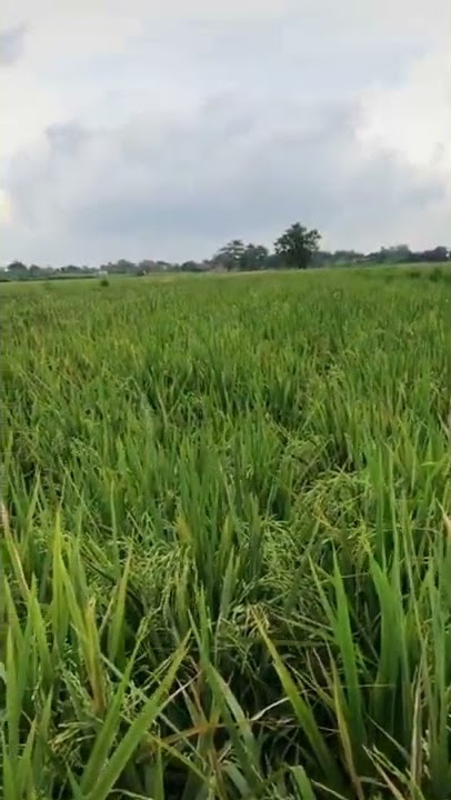 Werkudoro gambare wayang story wa 30 detik