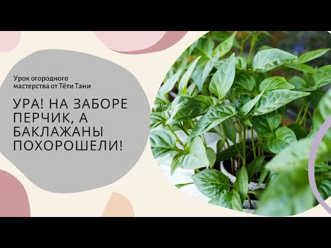 Ура...на Заборе перчик! А баклажаны похорошели.