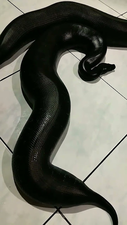 ular buntet hitam jumbo #shorts #ular