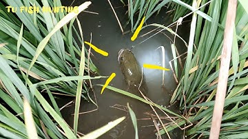 Cắm câu cá lóc || một đêm trúng mánh