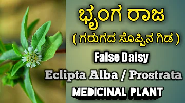 ಭೃಂಗರಾಜ(ಗರುಗದ ಗಿಡ), False Daisy, Eclipta Alba / Prostrata