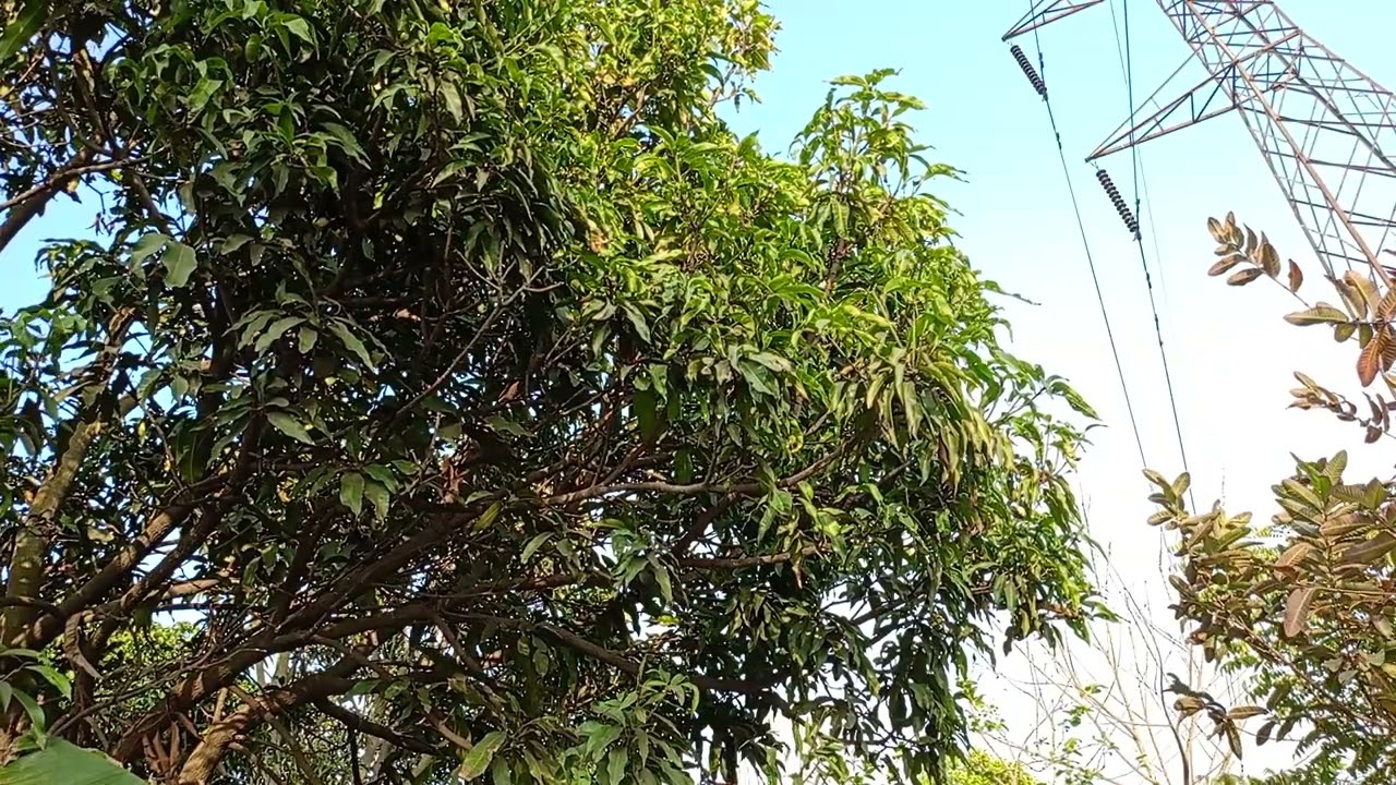 Gentle Wind & Birds Chirping 🌿 | Pure Nature Sounds | Relaxing Tree Ambience