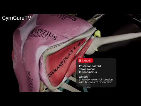 Face Pulls with External Rotation (Cable)