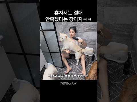 뭐든 같이하고싶어함ㅋㅋㅋ l 웃긴 강아지 thumbnail