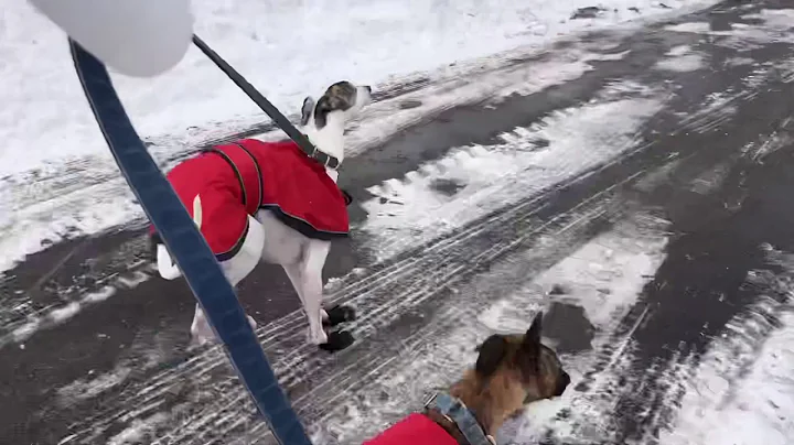 Winter Whippets in boots