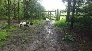 A wet British countryside walk with two English Springer Spaniels in May