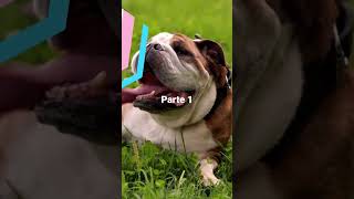 Las 10 Razas De Perros Mas Tierna Del Mundo