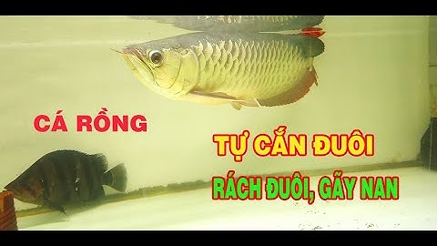 Kinh nghiệm trị cá rồng tự cắn đuôi, rách đuôi, gãy nan