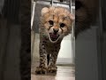 【6頭のチーターの赤ちゃん（3月生まれ）】シャーッ！小さな威嚇