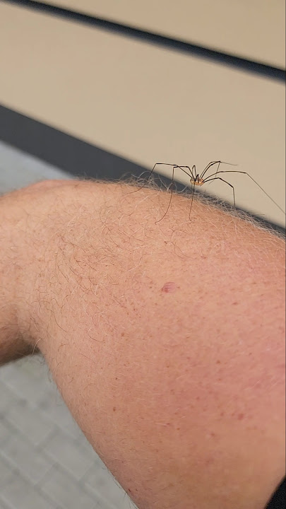 Spider Attack!? Crawling Up My Arm 🕷️