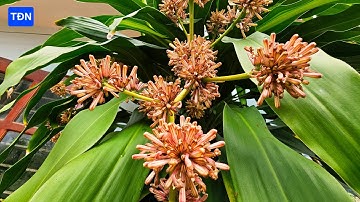 Kỹ thuật cho cây Thiết Mộc Lan nở hoa báo hiệu tiền sắp về #tamdaonui