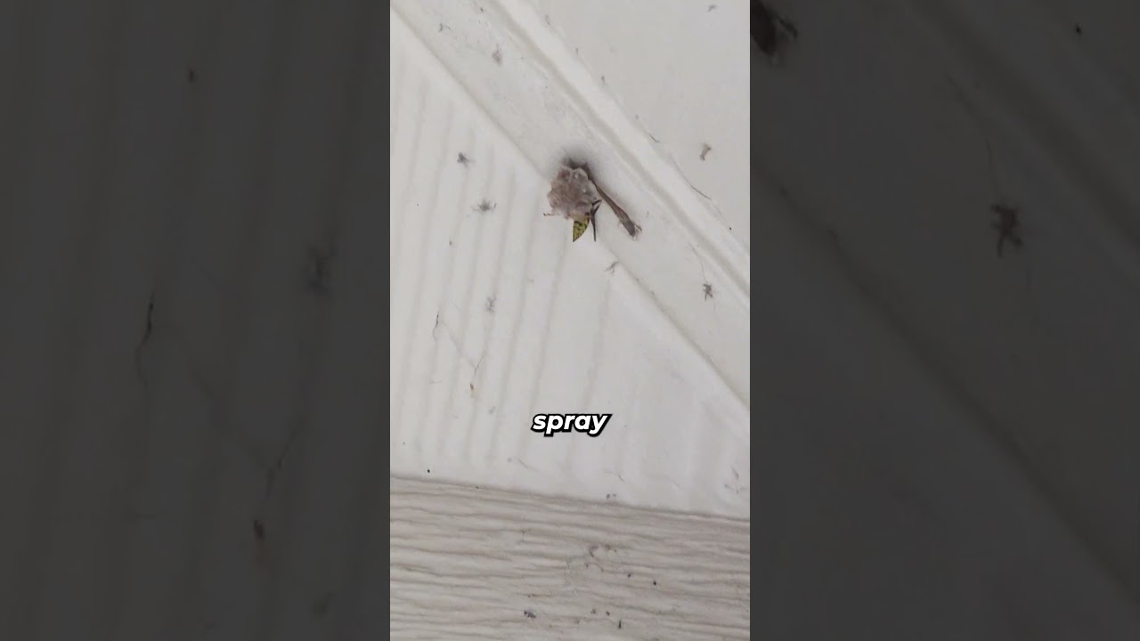 How to Prevent Wasps From Nesting! 🐝❌